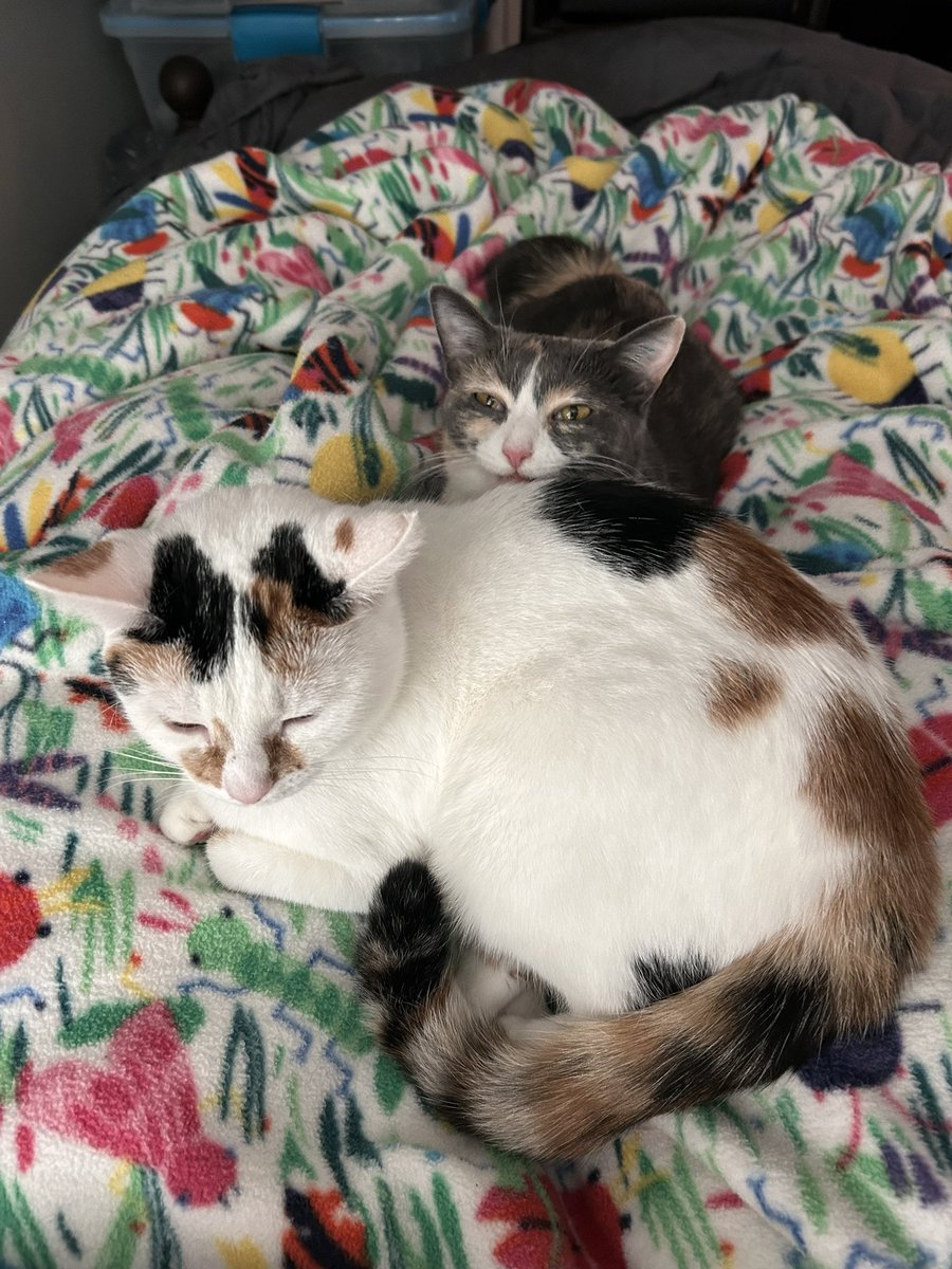 oreoeocat's tweet image. A story…