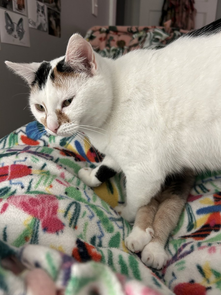 oreoeocat's tweet image. A story…