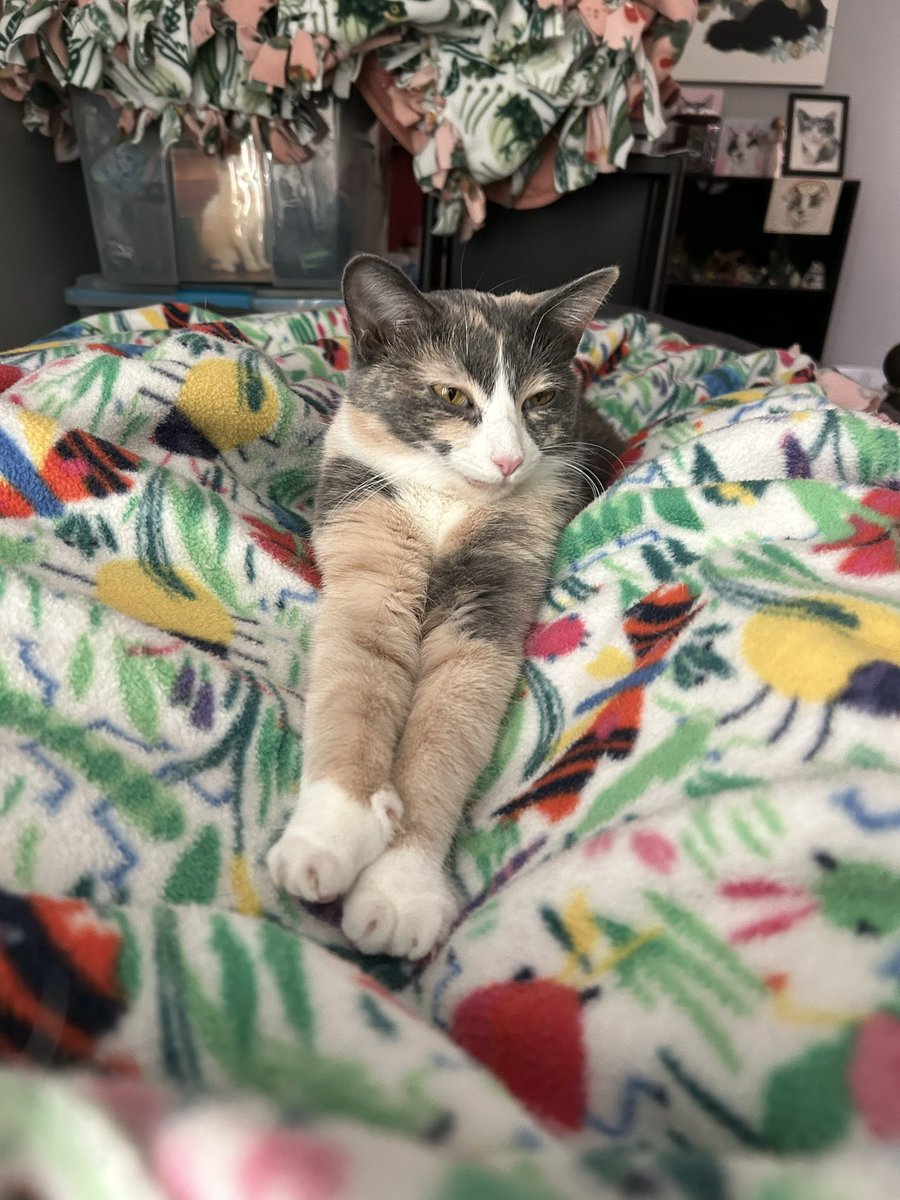 oreoeocat's tweet image. A story…