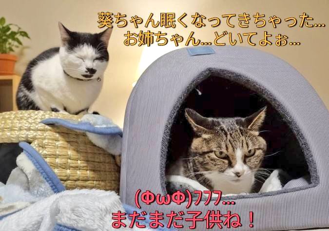 チャッピー様 HJR641072B.jpg