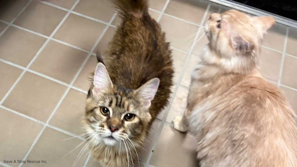 West Islip homeowner charged after 100+ cats found in Long Island