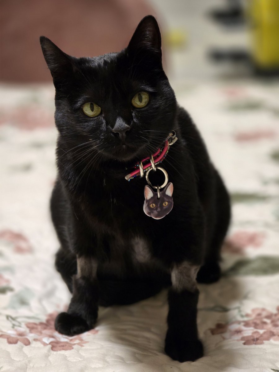 🐾🐾Gatitos a salvo🐾🐾 tweet media