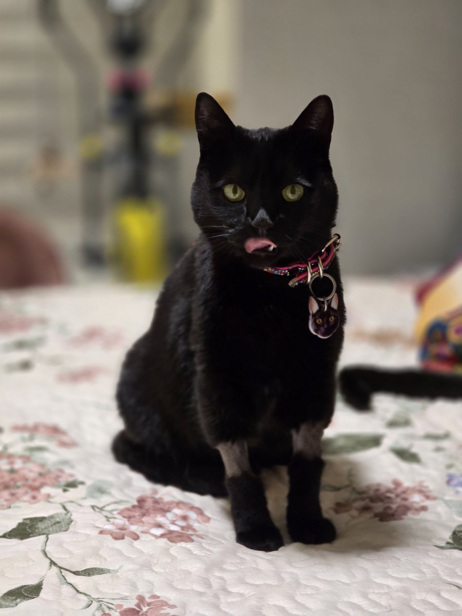 🐾🐾Gatitos a salvo🐾🐾 tweet media