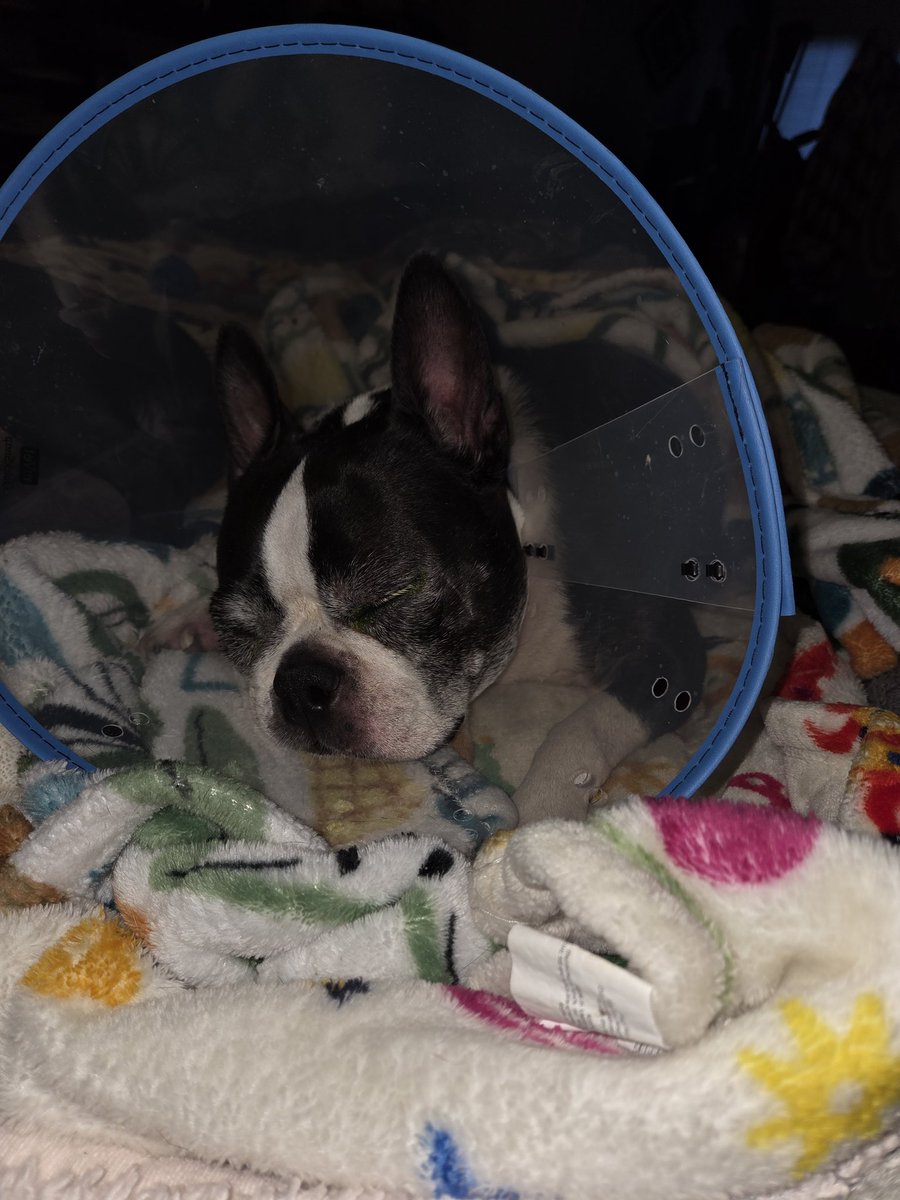 My baby Harley Quinn has to have eye surgery in her right eye tomorrowShe has a deep ulcer &amp; using eye drops may take too long for it to heal &amp; any touch can make it rupture.They are going to do a graft on her eye and partially stich it closed for 2 weeks.Please say a 🙏 for her.