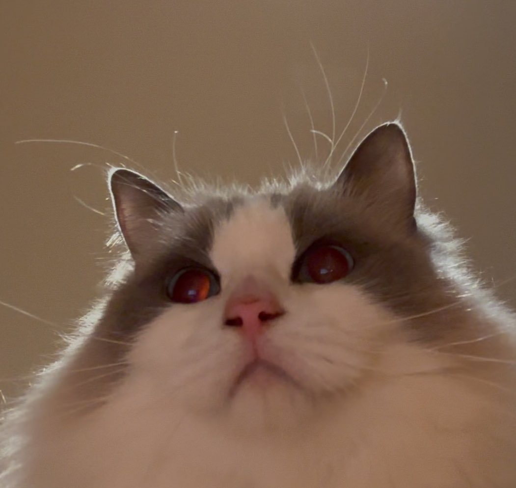 k_greengrape_d's tweet image. #KANGDANIEL_Obsession
#오늘12시_널그리고채워가
정신이 좀 드는가
이곳은 냥행성 나는짱박사라네