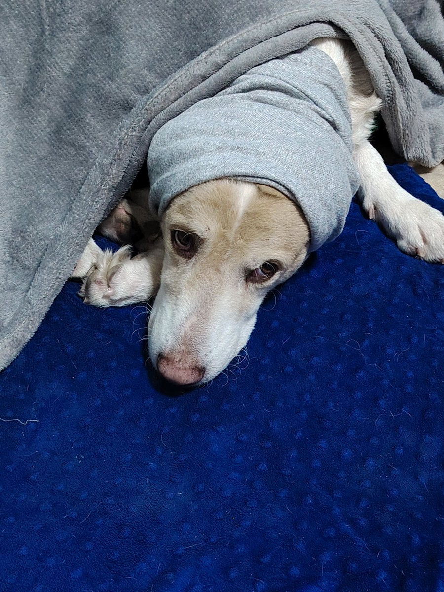 smartbea's tweet image. Sajalito bebe cada vez mejor, la mano de Dios también sana perritos