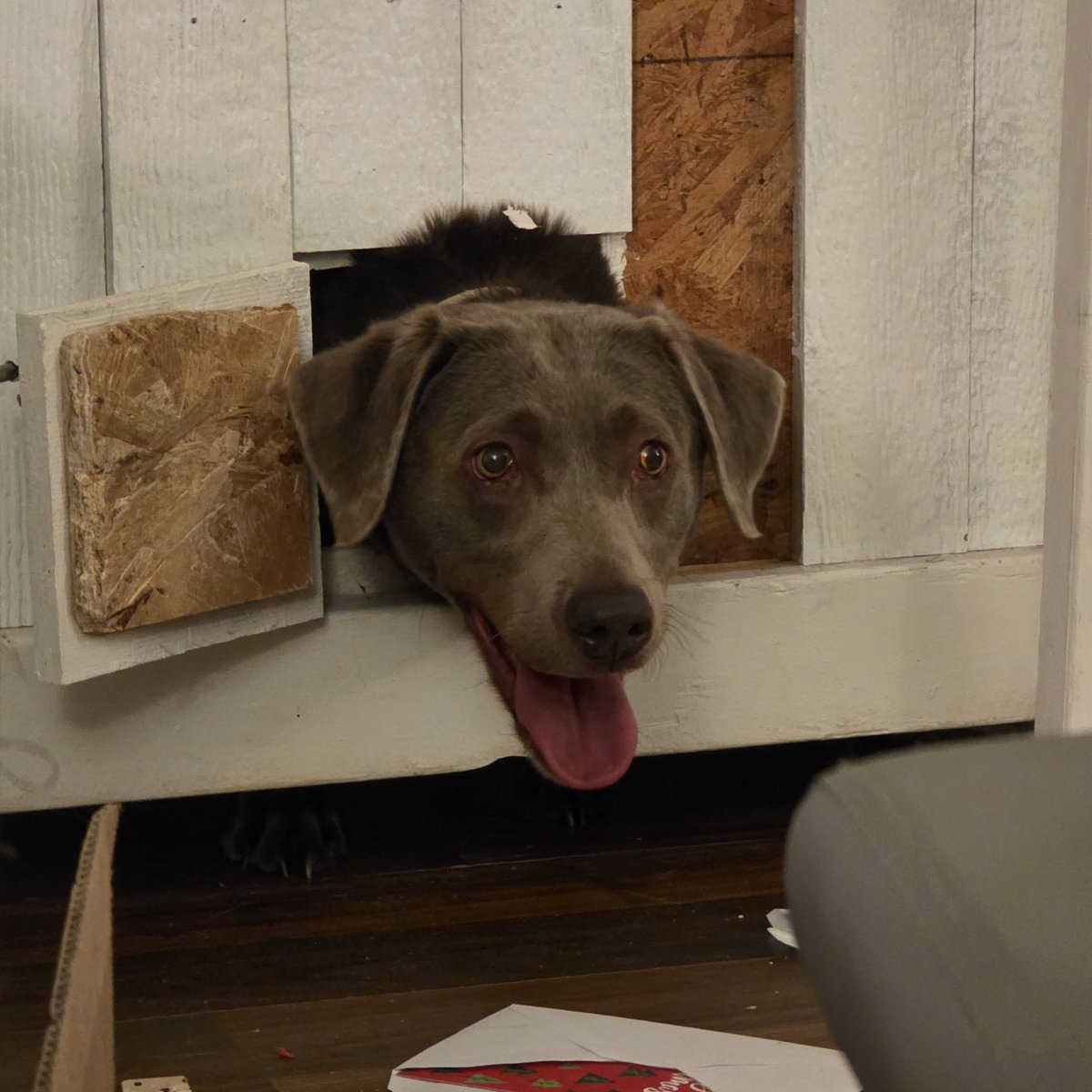 Ashley Reed tweet media