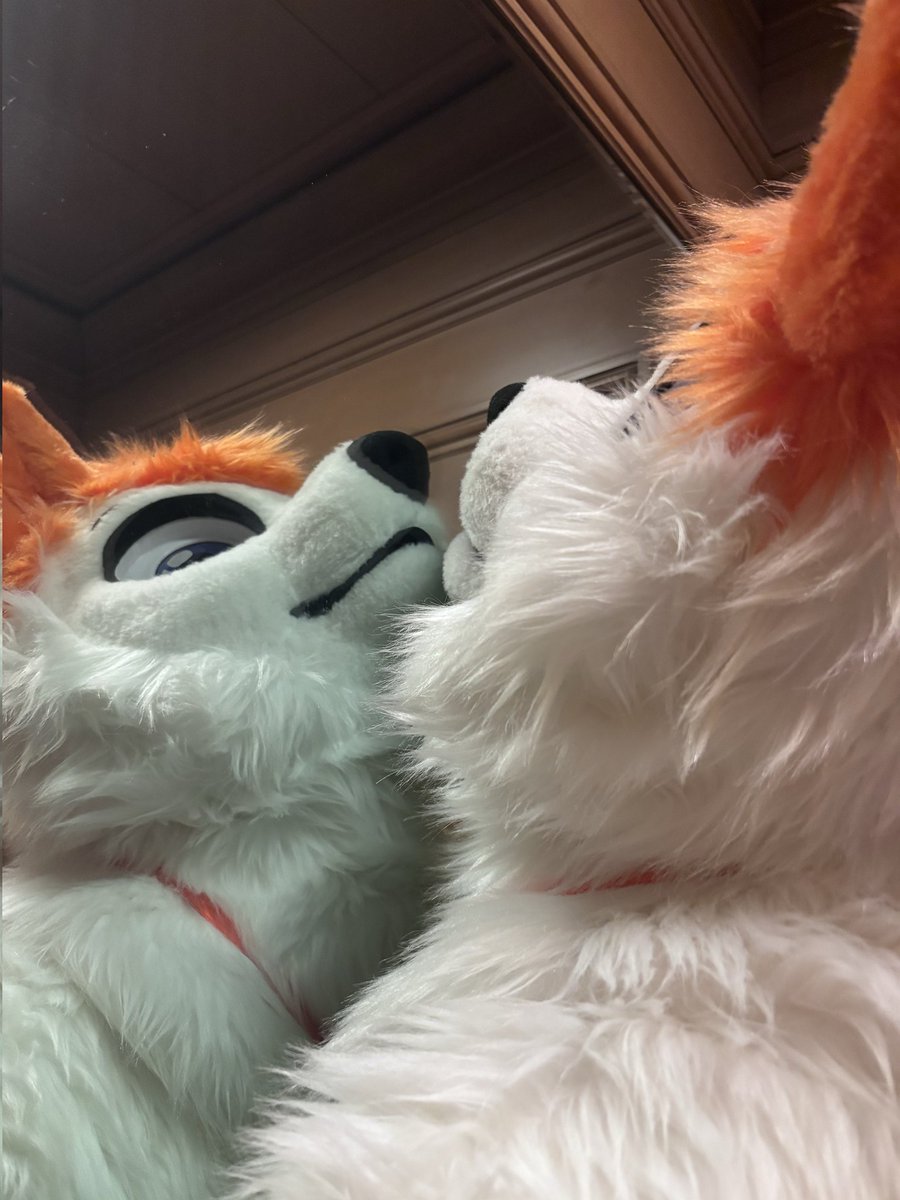 FurryFoxAsher's tweet photo. I didn't get too many suit photos at #FC2026 but I got them with good critters. https://t.co/1VmIiZN2I1