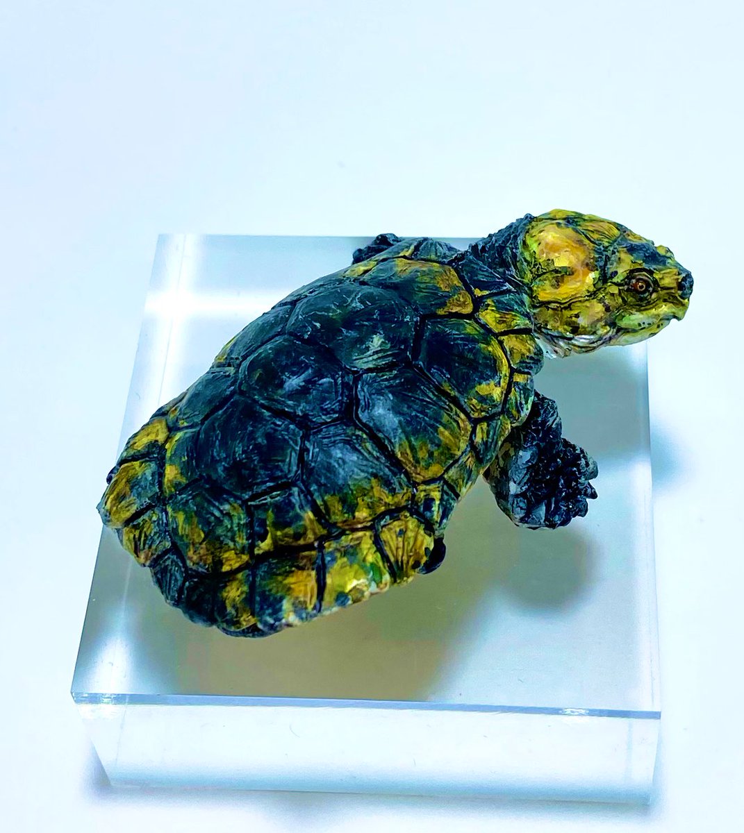 アクアプラント　守亜　玄武　ホシガメ　ハコガメ アクアプラント 守亜 玄武 ホシガメ ハコガメ アクアプラント 守亜