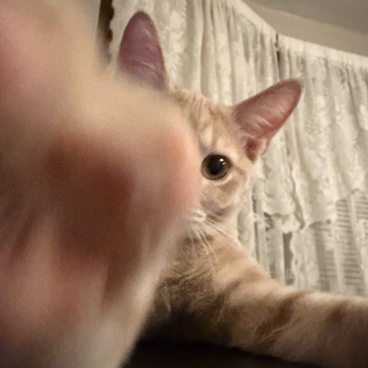 Alysaurous's tweet photo. pov: pumpkin pets you as you scroll by https://t.co/WVOCjE1znM