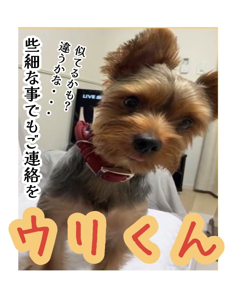 ＃拡散希望
⚠️引用元様の閲覧願います🙇‍♀️
🙏ご存知のワンちゃんに似たコいませんか❓
【＃福島県迷子犬】

迷子時:＃赤い首輪
＃ヨークシャテリア迷子
🐶ウリ君🐶
＃迷子犬 ＃迷い犬 ＃保護犬

🟡2025/10/15迷子
＃南相馬市 ＃鹿島区西町

📢＃目撃 ＃保護 些細な事でもあれば引用元様迄ご連絡を🙇