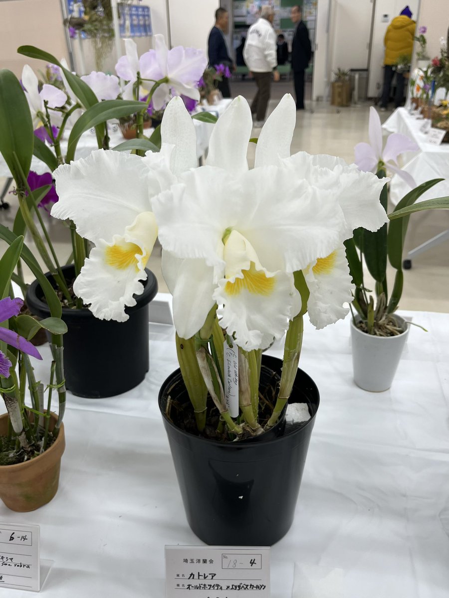 土呂駅の近くで本日から行われている埼玉洋蘭展へ。花の展示も素敵でしたが交配過程の実物展示や、今では貴重な交配種の苗の販売などありがたい内容。自分はロンさんversionのItsy BitsyとSeagulls Tiny Timを購入。日曜日まで行われていますが終了時間が15:30なので行かれる方はお時間お早めにどうぞ