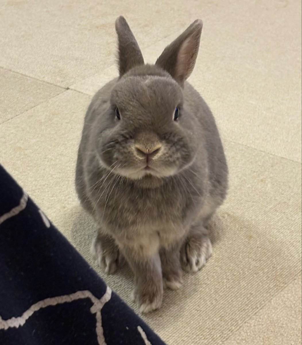 なぜオヤツをくれない？って顔で見てくるぴん