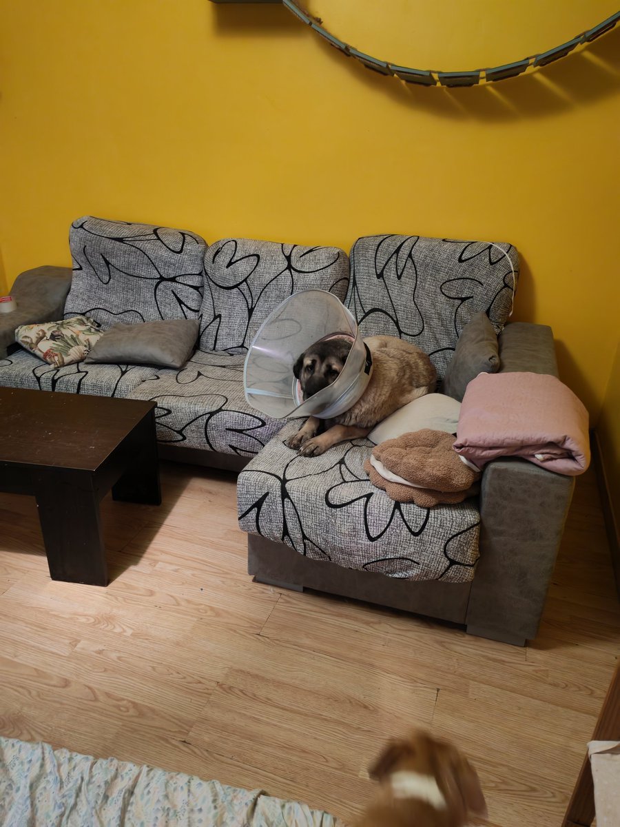 barallocas_8's tweet image. Catando sofá x primera vez en la vida