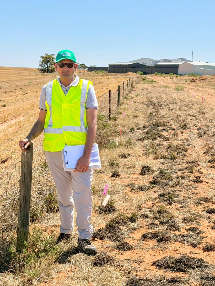 a1bajwa's tweet photo. The first field visit of 2026 assessing our ongoing trials on #Gazania #weed control in #Loxton #SA. Some really interesting findings from our applied research over the last 2.5 years and more to come.
If you are a #grower, #consultant or a concerned environmentalist, come along to #GRDC #Grains_Research_Updates in Adelaide, Waikerie or Bendigo in February where I’ll be speaking about gazania biology, spread and management.
It’s been a long day but I’m deeply thankful to my Phd student, Muhammad Adnan and our collaborator Robin shaeffer for their help in the field. I appreciate Grains Research and Development Corporation (@theGRDC) and La Trobe Institute for Sustainable Agriculture and Food for the ongoing support for #RDE on this important topic.
@SABE_latrobe @latrobe