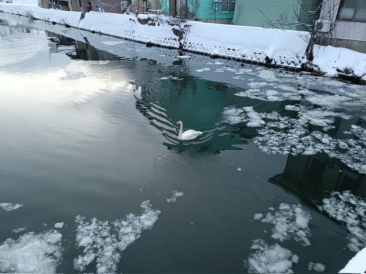 ymdhtt's tweet image. スマホを向けたら近寄ってきた白鳥と氷柱が育ってる室外機