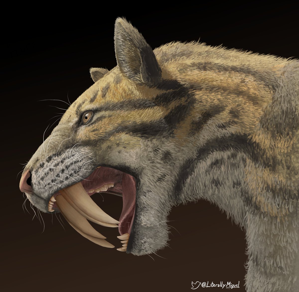Teenager smilodon, in a stage where the growing adult fangs coexist with the baby fangs, resulting in 4 saber teeth 

(paleoart commission for EDGE science :P)