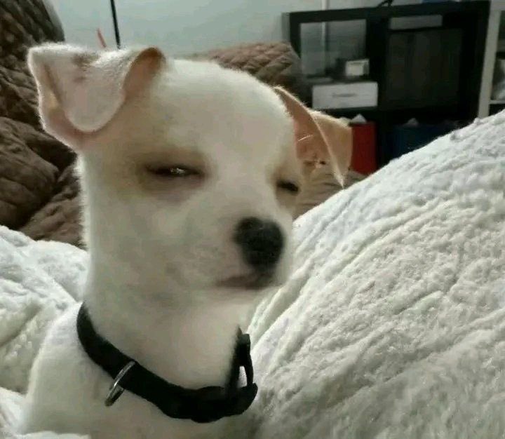 twaniimals's tweet image. 