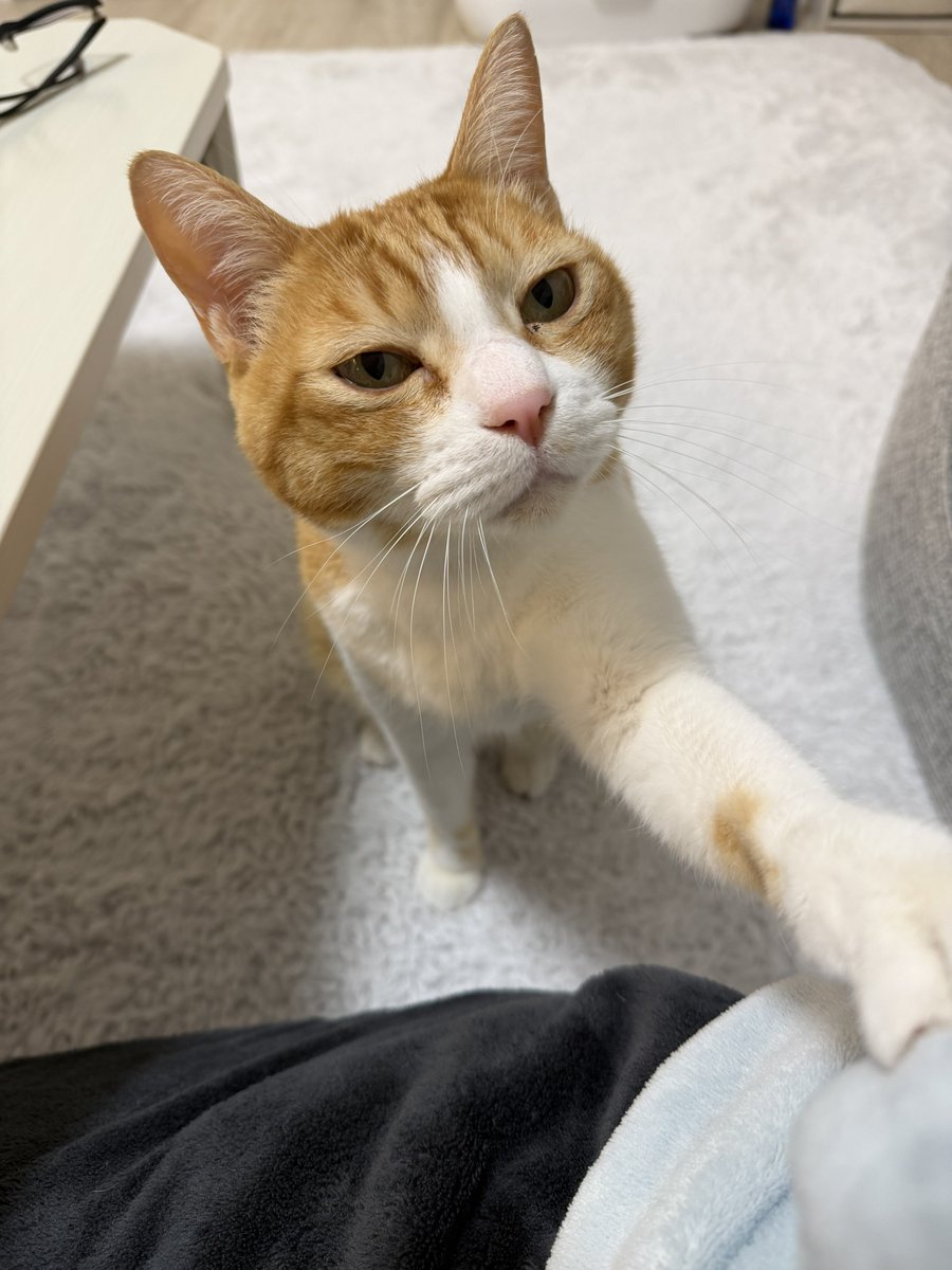 コムギと卍丸(まんじまる)とのりまきとおむすびとおはぎ (@komugi56285