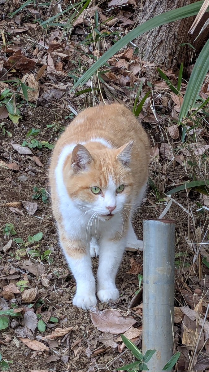 ネコ好き 71LfoDTepfL._AC_UF350,