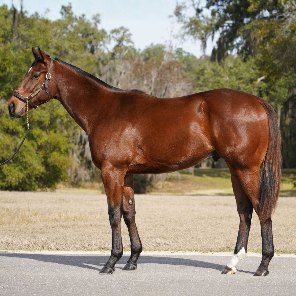 TomRyanKY's tweet image. Now Named:

Fonzie (The Fonz)
By Life Is Good. 

Say “Ayy!” to Fonzie
@hwinkler4real 

Introducing Fonzie – our first colt by the brilliant Life Is Good. Like The Fonz on Happy Days, he’s got that swagger, rev up, and  Go🏍️#HappyDays #LifeIsGood - Our very own @carwalshie is…