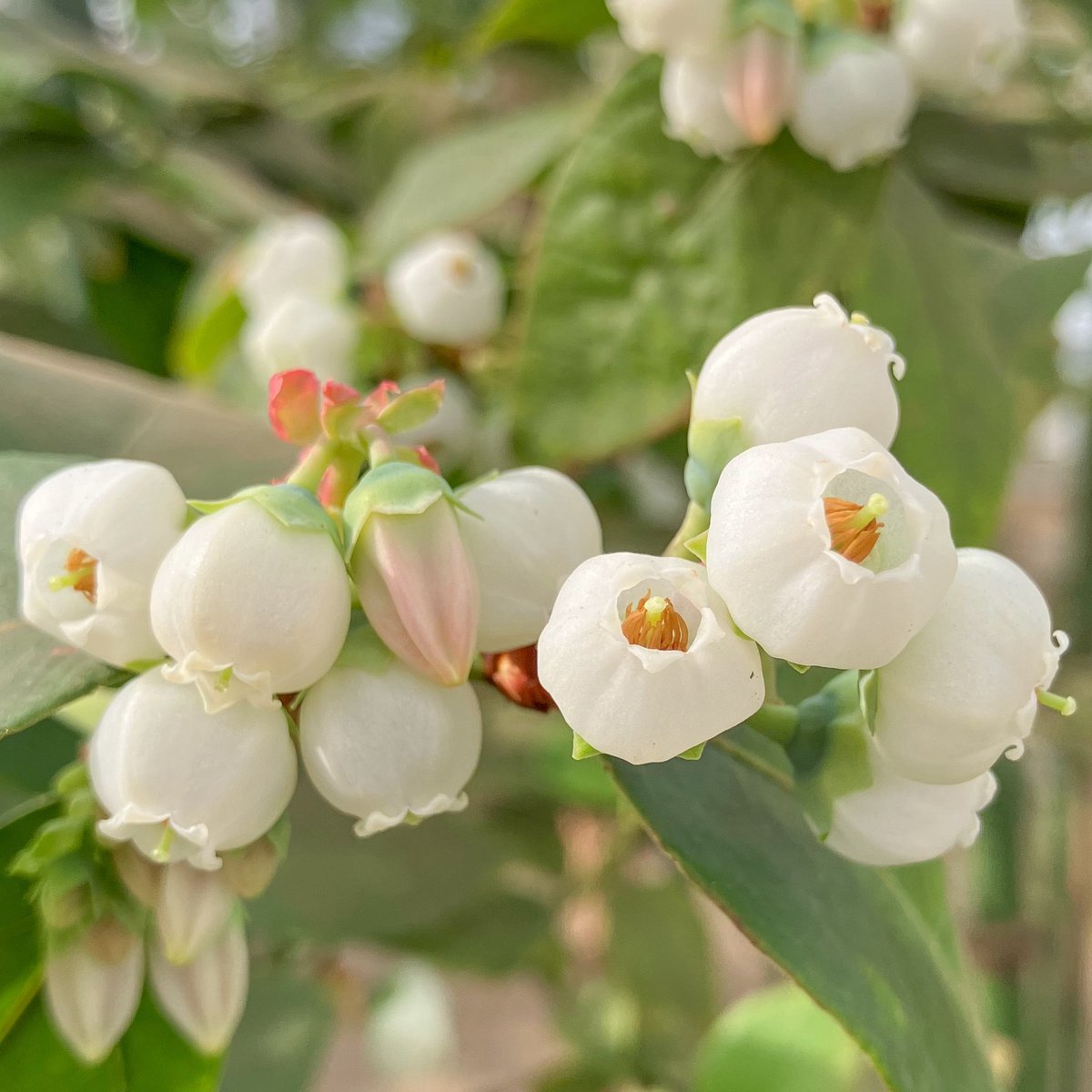 iwasakifarm's tweet image. 皆さんこちらが今年の初物ブルーベリーの花です🫐😊

可愛くないですか??