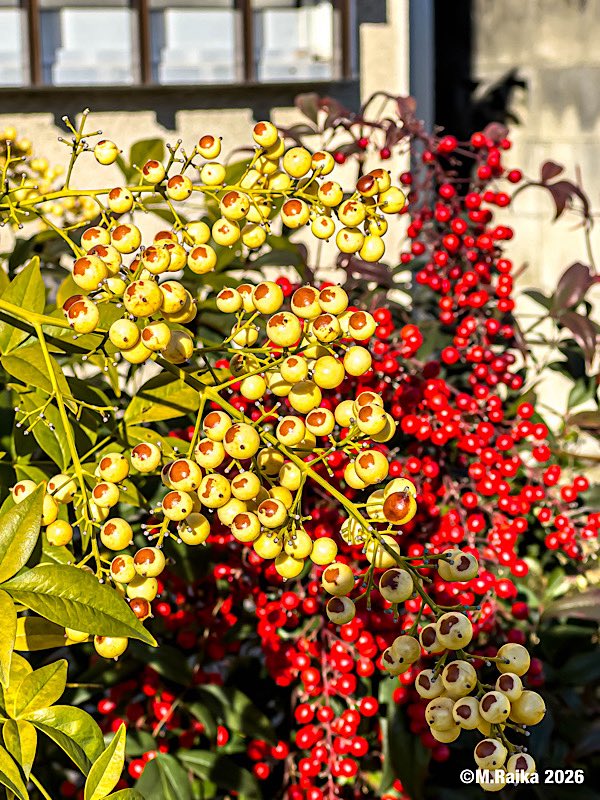 raika3g's tweet image. お早よう御座います。
現在の気温マイナス4度です。
今日の最高気温は4度の予報です。

難を転じて福となすといわれる、南天をお届けします。

＃南天  ＃iphone15pro 
＃君に届けたいファインダー越しの私の世界 
＃キリトリセカイ