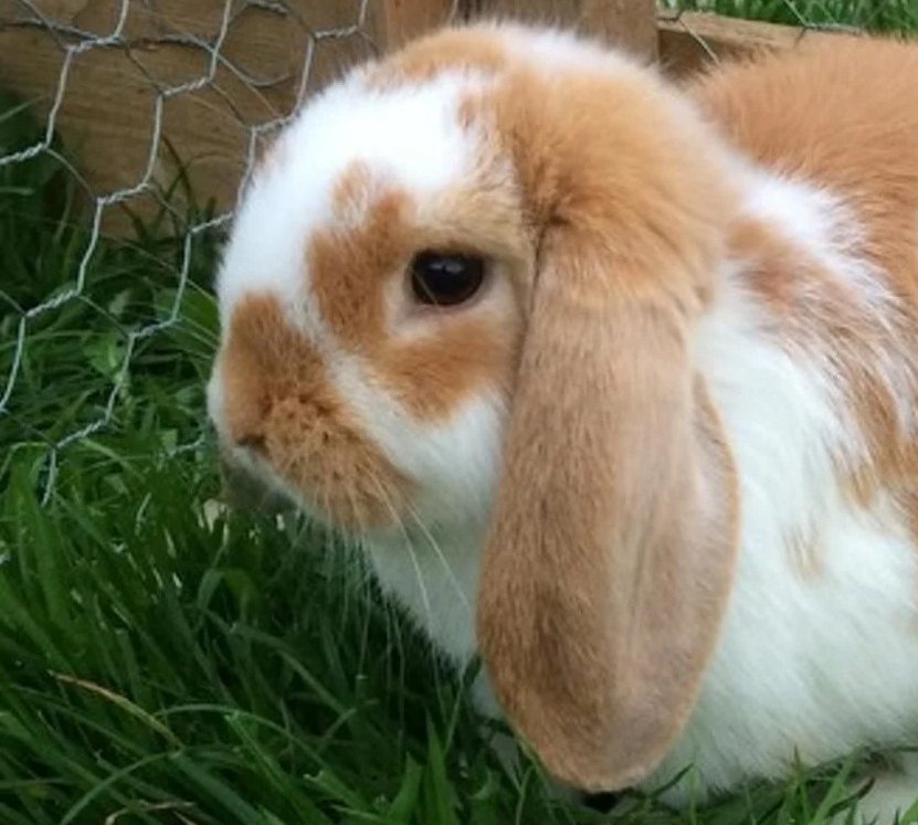 New lop-eared bunnygirl hairstyle dropped!!!!!