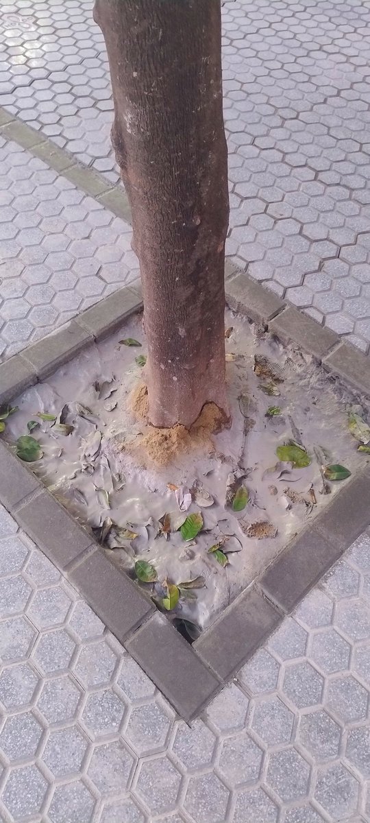 IssraeloFdz's tweet photo. @Ayto_Sevilla Mientras en José Laguillo ahogais a los naranjos https://t.co/uEy2M4K11a
