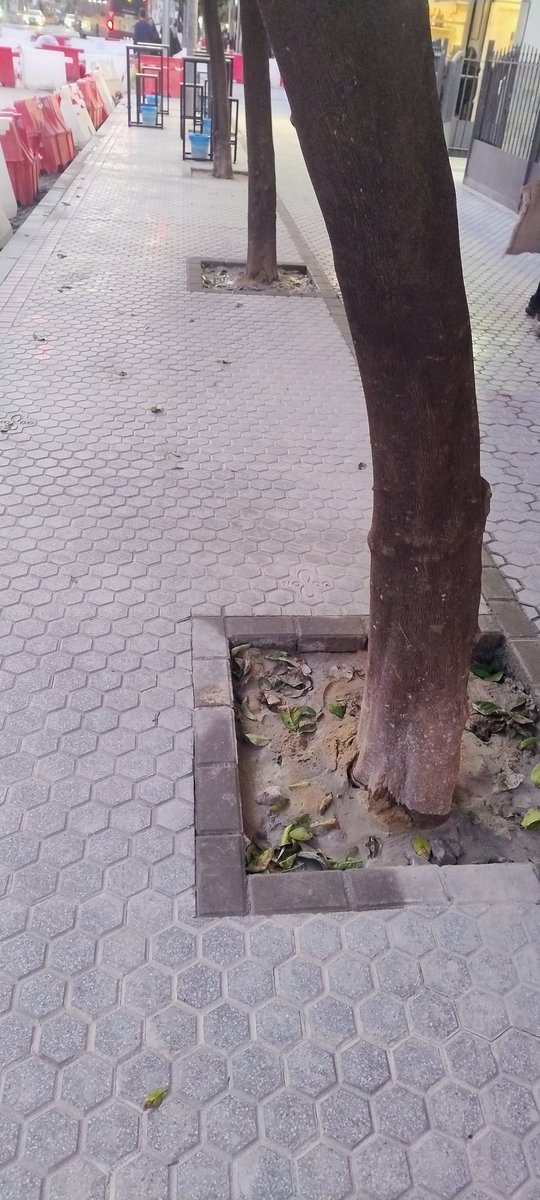 IssraeloFdz's tweet photo. @Ayto_Sevilla Mientras en José Laguillo ahogais a los naranjos https://t.co/uEy2M4K11a