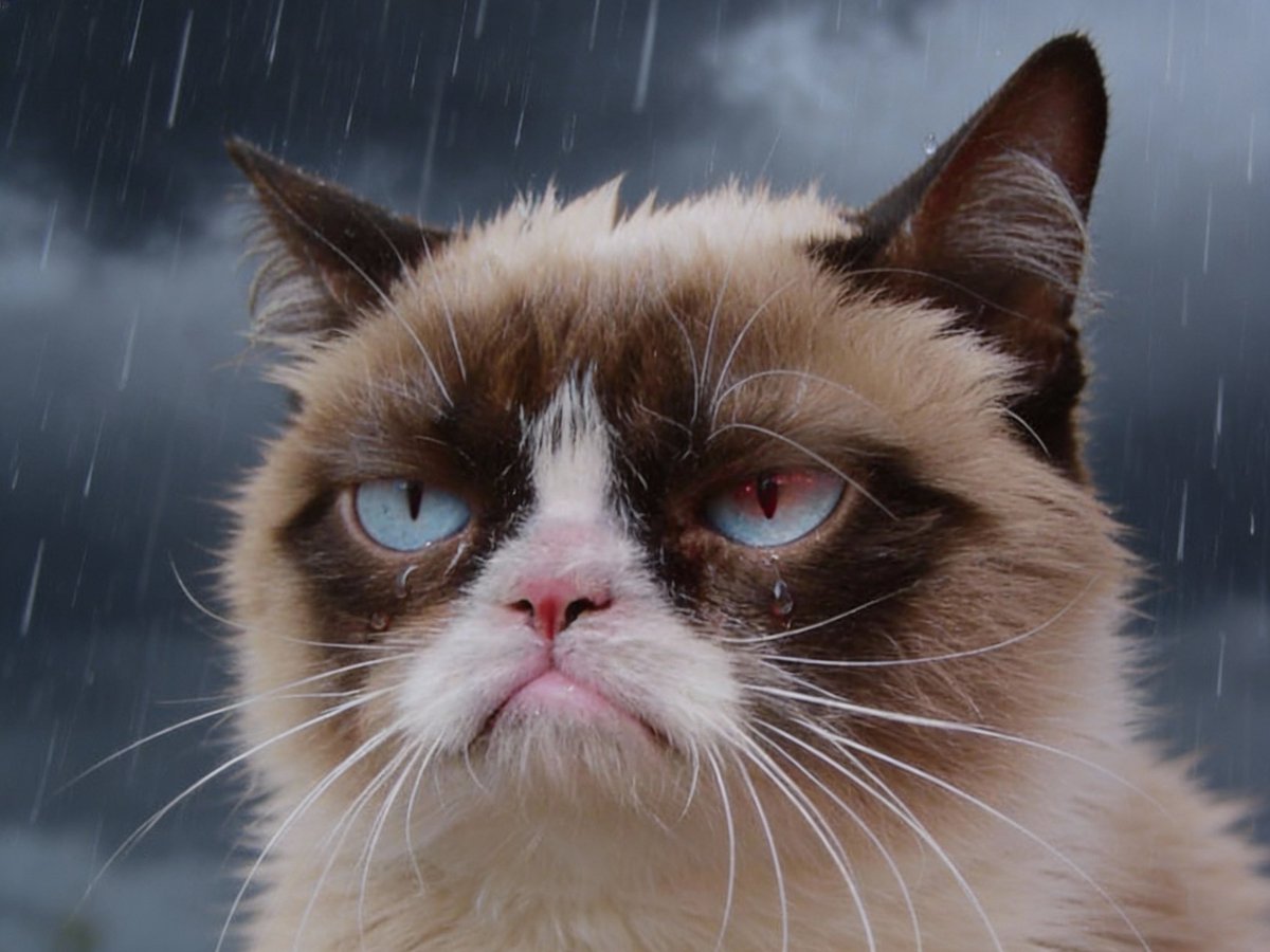 <a href="/dogecoin/">Dogecoin</a> We should be talking about Cats.  
Yeah, $Dogecoin is no doubt the most famous dog. 
But $GrumpyCat is the most famous cat ever, and now all the fees go straight to the real owner.  
We work for $GrumpyCat now. 

6R7UD3L7qLvbWXSmjGmYABrMau3PfcNvQDYytG5SBAGS