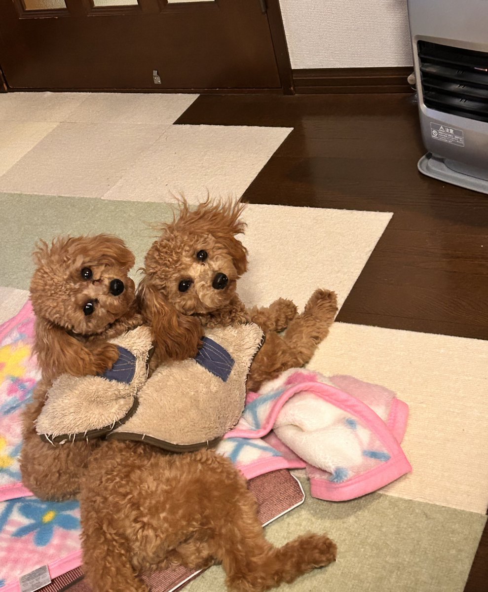 かずちゃん (@kazu13chan) / Posts / X