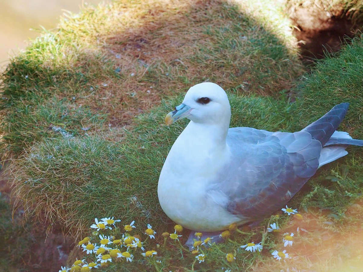 IxcaKayeMahon's tweet photo. Fulmar, photographed by me in the Shetland islands, 2021. https://t.co/6Z4iTLrNEC