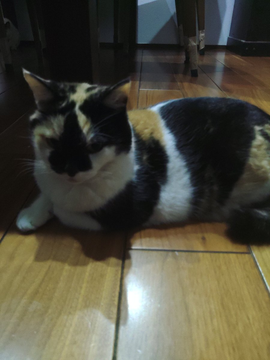 kajioshinji3223's tweet image. 一緒に藤本タツキ17ー26、見てるんだお

グンモー！！