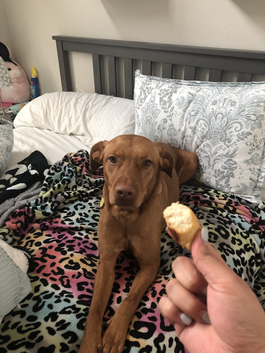 Rice Bunny🍚🐰 tweet media