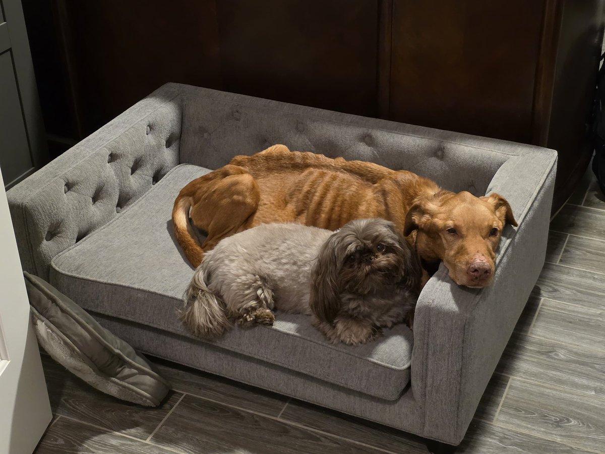 Rice Bunny🍚🐰 tweet media