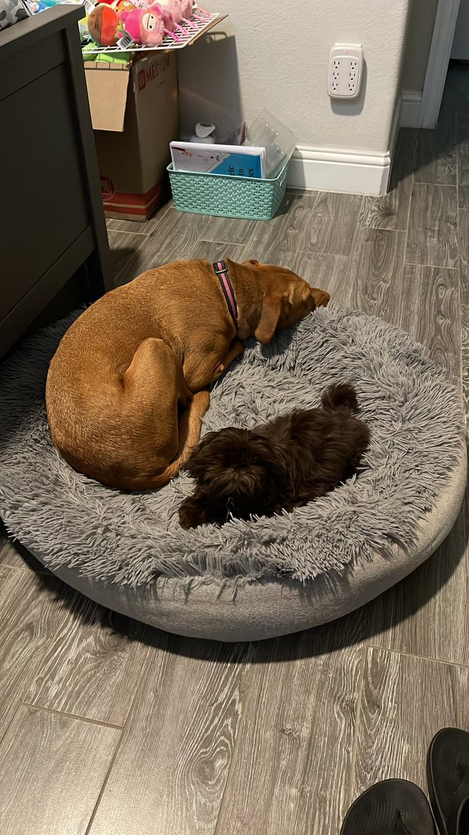 Rice Bunny🍚🐰 tweet media