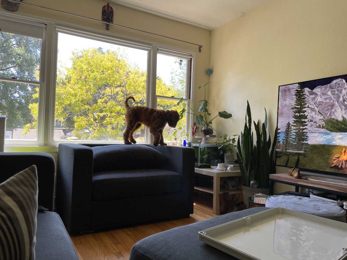 Cali_Fried_Chkn's tweet image. Window patrol duty is serious business. Someone has to keep an eye on those squirrels.

#poodle #windowdog #dogsofinstagram #poodlesofinstagram #squirrelwatch #doglife