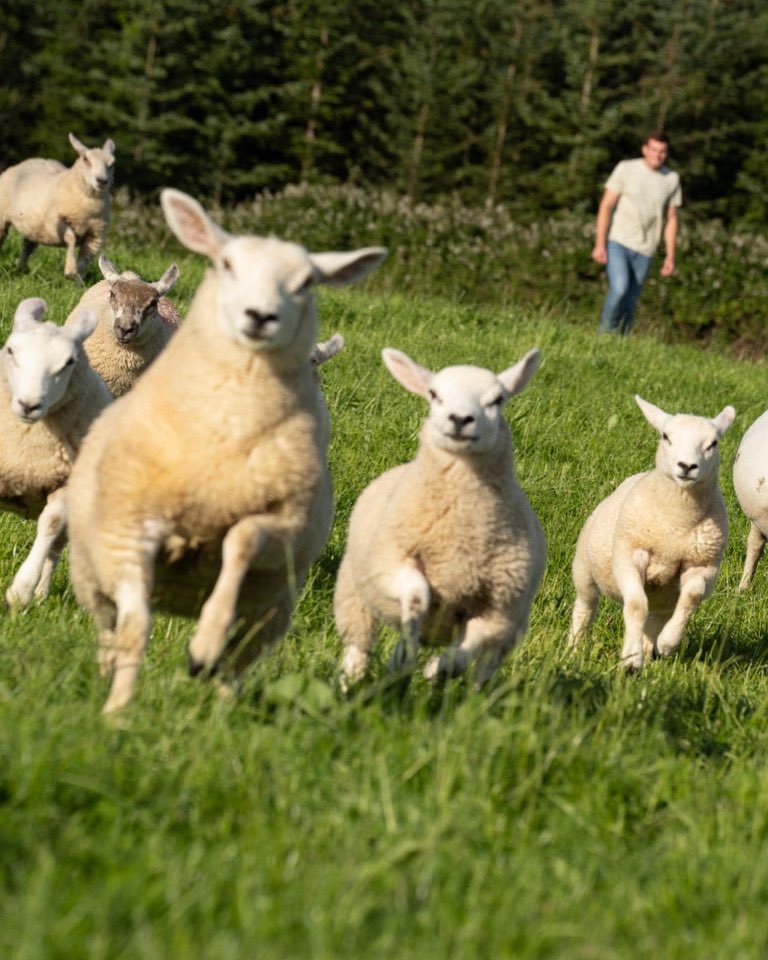 Irish Grassland Association CLG (IGA) tweet media