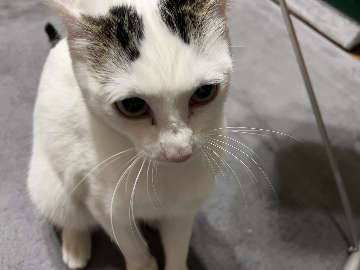 VOXY80T's tweet photo. Forteの看板猫フォルちゃんと戯れてきた🐈
名前呼ぶとちゃんと来てくれるし可愛い😍

Forte代表アカウントはこちら
@guts_19990513 
前のアカウント消えちゃったからフォローしてね🙋‍♂️
オーディオ作製以外にも車関係の分からない事など、なんでも助けていただけます🙆‍♂️ https://t.co/Elj8Bnwdyg