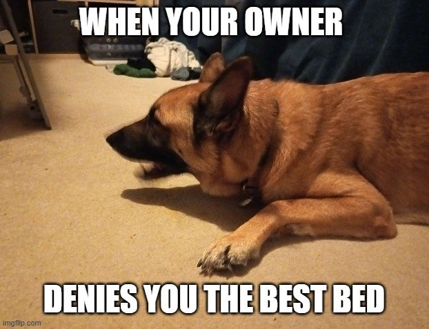 XavierJCole's tweet photo. Juno voiced her dissatisfaction with not being allowed on the bed while I was cleaning up. https://t.co/x0VnbsDIdh