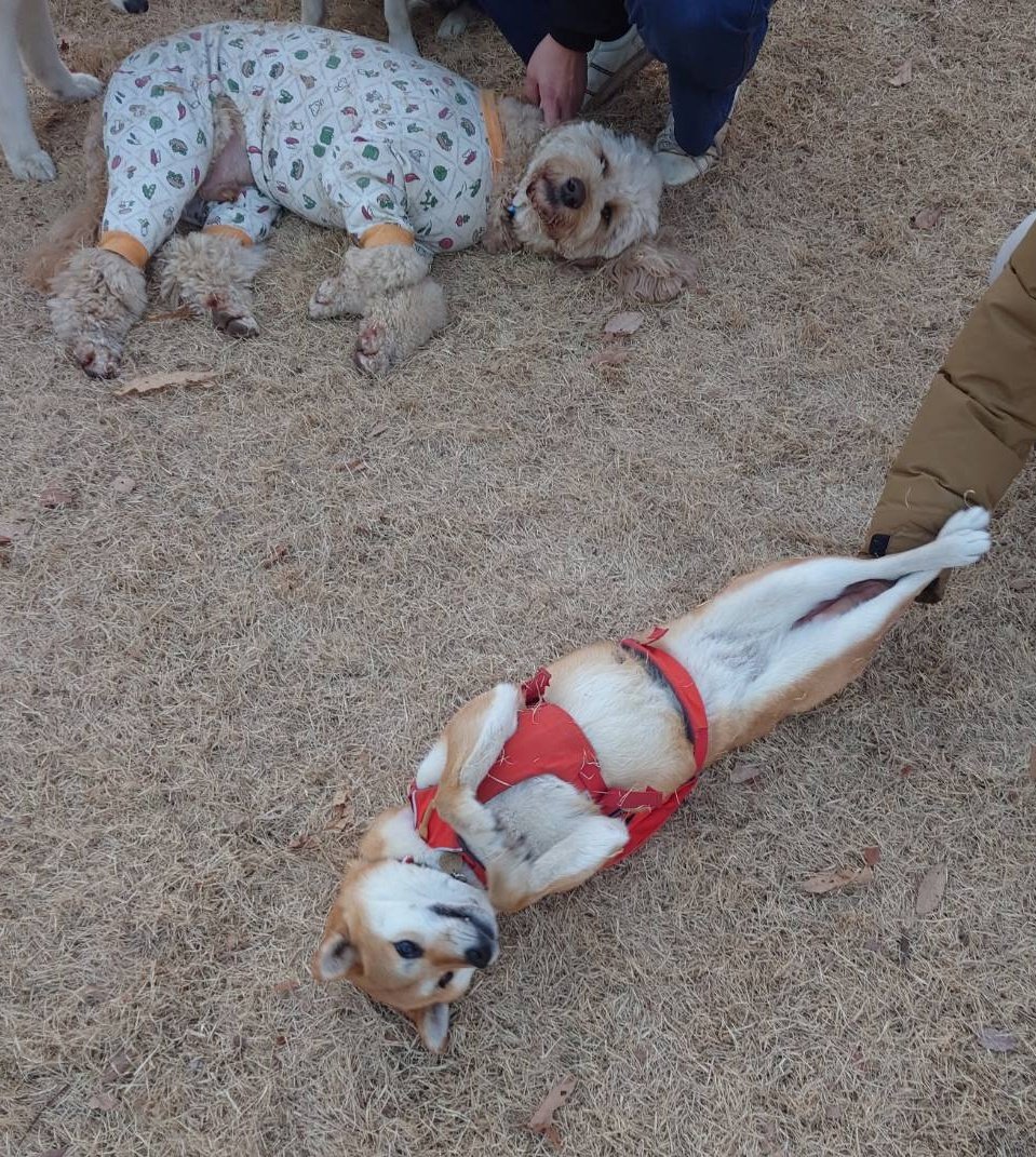 yuzu_shiba1125's tweet image. 日曜日のドッグランです。
繰り返します。
ドッグランです。
あしぴーん

#柴犬が好きすぎるで使っていいよ
#柴犬のいる幸せ
#ドッグラン