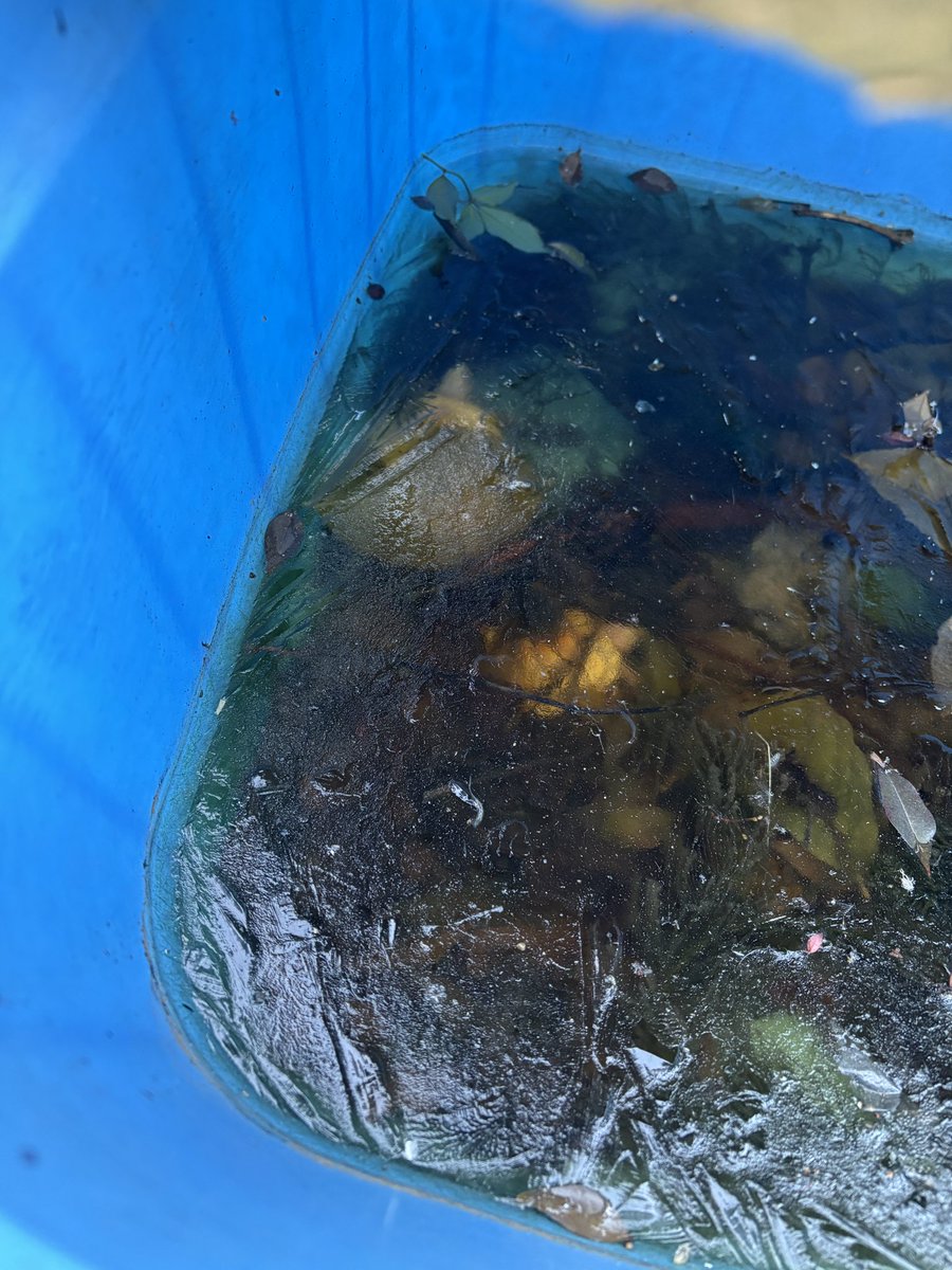 昨年生まれの色変も冬眠中
今朝は一段と寒く久しぶりに氷が張りました。うっすらスノーが見えます。スノーから生まれたアルテもこの中です。

#アカミミガメ