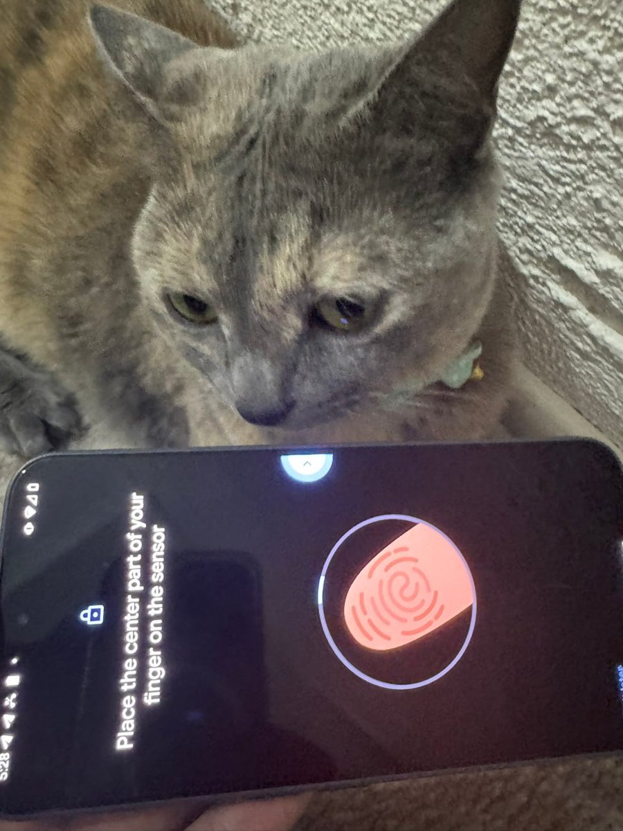 Just Elizabeth Cat tweet media