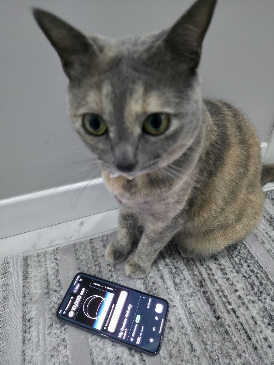 Just Elizabeth Cat tweet media