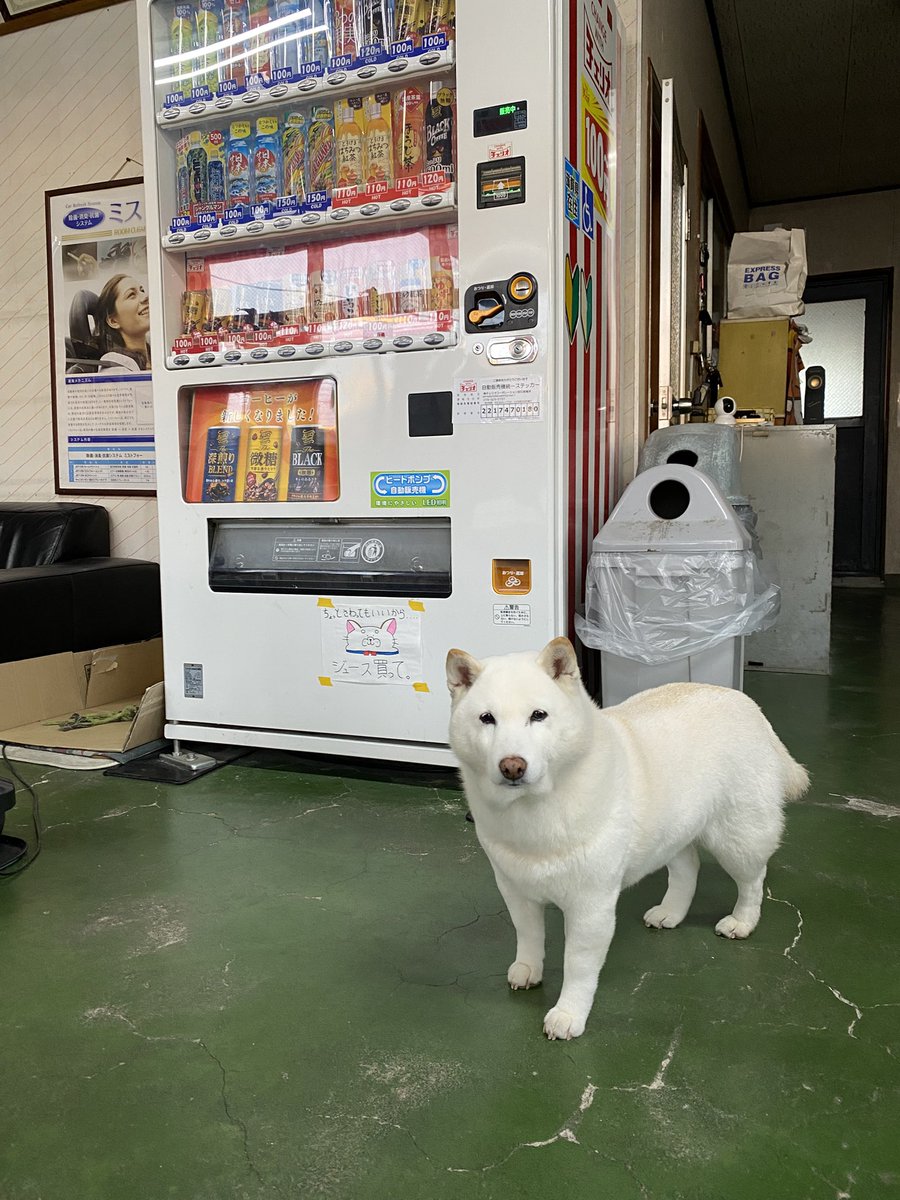 店長「どうも　ちぇりお　ひこうしき　きゃんぺーんがーるです　ゆき　ふりませんでした」