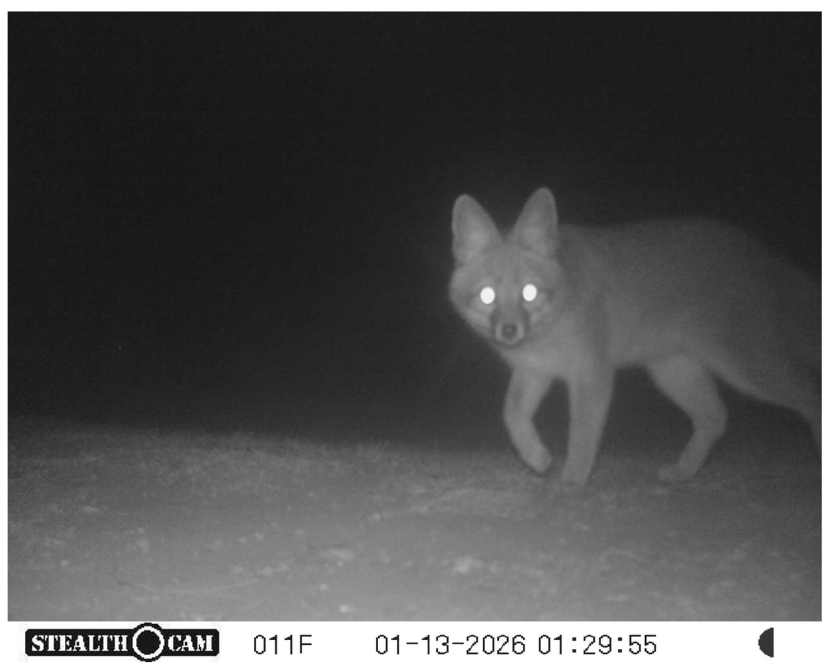 It's never too late for a visit to Smokey Bear Historical Park! This little fox's late-night, self-guided tour was captured on the wildlife cam 🦊