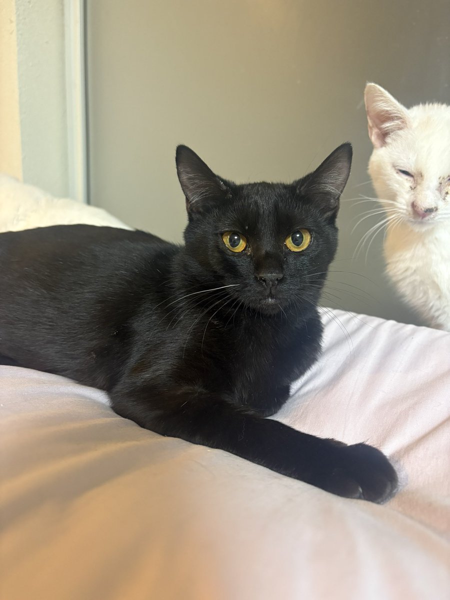 にゃん太郎 (@nyannyan__taro) / Posts / X