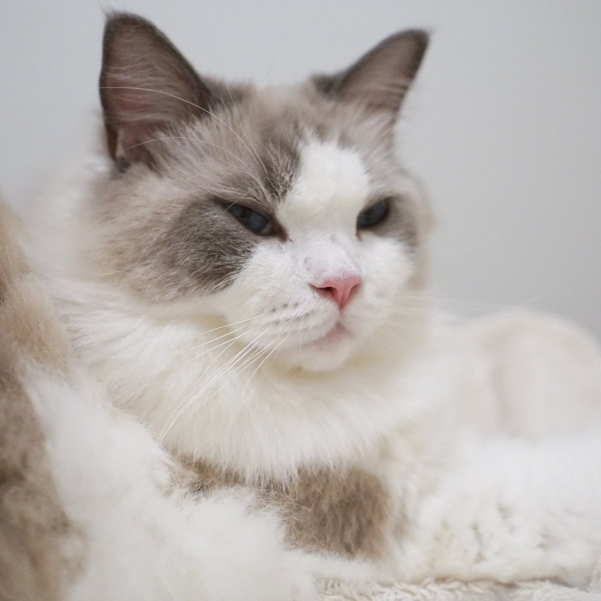 わたあめ (@wataamedetyuyo) / Posts / X