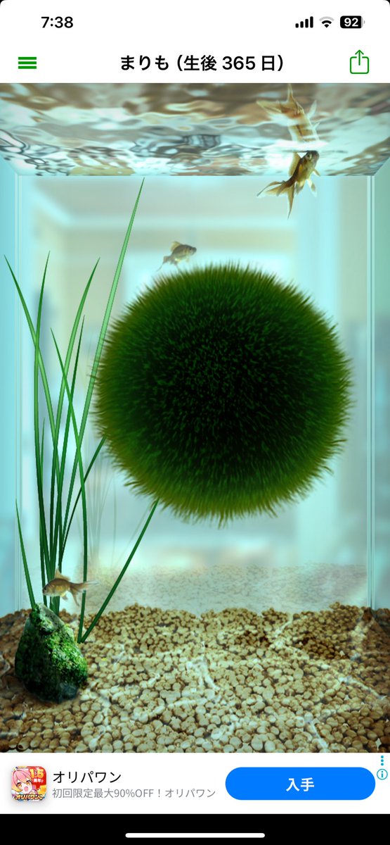 まりもが365日になりました…おはようございます🟢